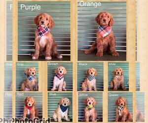 Double Doodle Puppy for Sale in HESPERIA, California USA