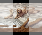 Puppy Puppy 1 Pearl Goldendoodle