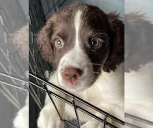 English Springer Spaniel Puppy for sale in COLUMBIA, KY, USA
