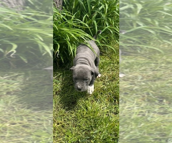 Medium Photo #7 American Staffordshire Terrier-Rhodesian Ridgeback Mix Puppy For Sale in BETHALTO, IL, USA