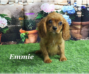 Cavalier King Charles Spaniel Puppy for sale in CHANUTE, KS, USA