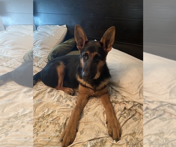 Full screen Photo #3 German Shepherd Dog Puppy For Sale in HOUSTON, TX, USA