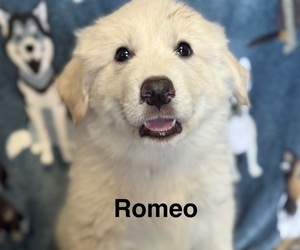 Great Pyrenees Puppy for sale in ORMOND BEACH, FL, USA