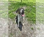 Small #3 Mutt