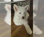 Puppy 1 Samoyed-Siberian Husky Mix