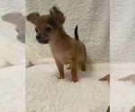 Small Photo #5 Chihuahua Puppy For Sale in AURORA, CO, USA