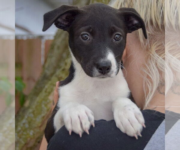 Medium Photo #5 Australian Shepherd-Unknown Mix Puppy For Sale in Huntley, IL, USA