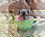 Image preview for Ad Listing. Nickname: Sammy