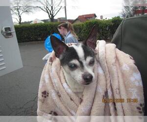Chihuahua Dogs for adoption in Santa Rosa, CA, USA