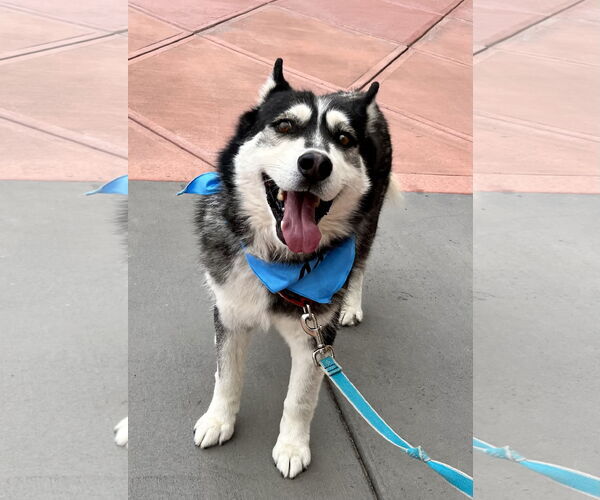 Medium Photo #5 Siberian Husky Puppy For Sale in Cedar Crest, NM, USA