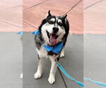 Small #4 Siberian Husky