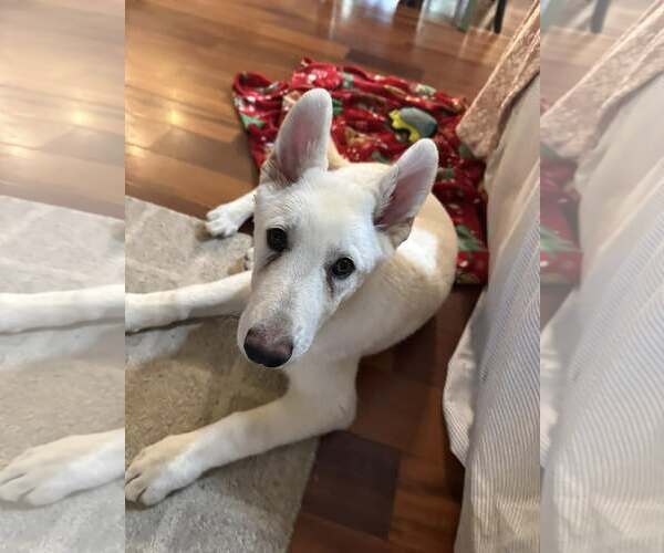 Medium Photo #3 Mutt Puppy For Sale in Tenafly, NJ, USA