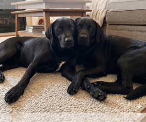 Labrador Retriever Dogs for adoption in Grovertown, IN, USA