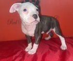 Small #2 American Pit Bull Terrier
