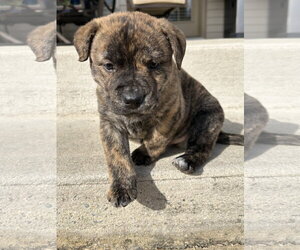 Tank (Darla's litter) - Male American Staffordshire Terrier-German Shepherd Dog Mix Dog for Adoption - Photo #13