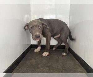 Mutt Dogs for adoption in Visalia, CA, USA