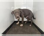 Small Mutt
