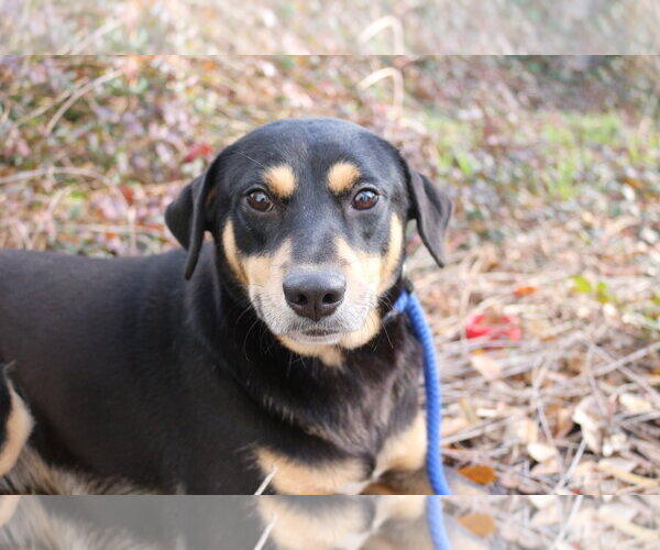 Medium Photo #2 Mutt Puppy For Sale in Jackson, MS, USA