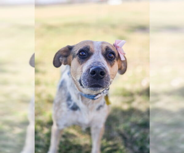 Medium Photo #8 Mutt Puppy For Sale in Sandy, UT, USA
