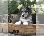 Small Photo #7 Aussiedoodle Puppy For Sale in SPOKANE VALLEY, WA, USA
