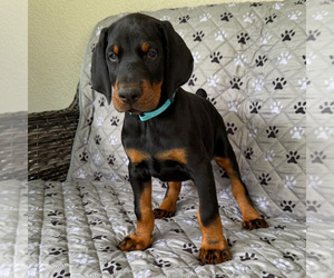 Doberman Pinscher Puppy for sale in LAKELAND, FL, USA