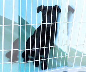 German Shepherd Dog-Unknown Mix Dogs for adoption in Pasadena, CA, USA