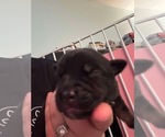 Puppy Sushi American Bully-Miniature Australian Shepherd Mix