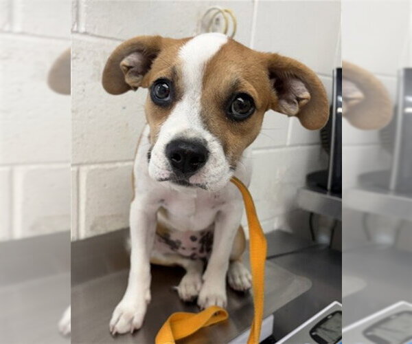 Medium Photo #1 Boxer-Unknown Mix Puppy For Sale in San Bernardino, CA, USA