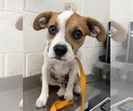 Small Boxer Mix