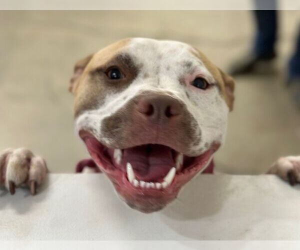 Medium Photo #27 American Staffordshire Terrier-Unknown Mix Puppy For Sale in Rockaway, NJ, USA