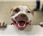 Small #26 American Staffordshire Terrier Mix
