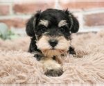 Small #1 Schnauzer (Miniature)