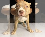 Small Photo #11 American Bully Puppy For Sale in LOCUST, NC, USA