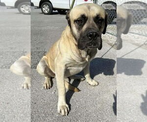 Mastiff Dogs for adoption in Columbus, IN, USA