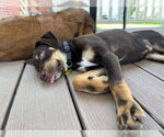 Small #8 Rottweiler Mix