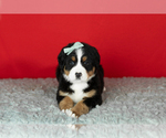Small Photo #25 Bernese Mountain Dog Puppy For Sale in MILLERSBURG, IN, USA
