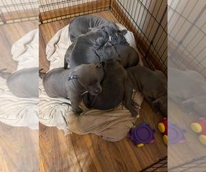 American Pit Bull Terrier Puppy for sale in GRAND LEDGE, MI, USA