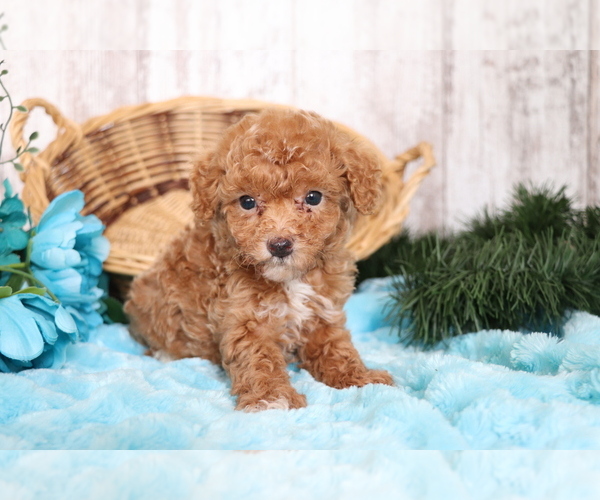 Full screen Photo #2 Poodle (Miniature) Puppy For Sale in SHILOH, OH, USA