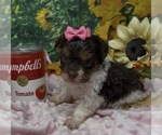 Puppy 5 Shorkie Tzu