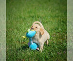 Small Photo #18 Labrador Retriever Puppy For Sale in FRESNO, OH, USA