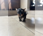 Small #1 Yorkshire Terrier