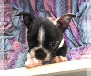 Boston Terrier Puppy for sale in BEND, OR, USA