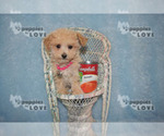 Small Photo #15 Maltipoo Puppy For Sale in SANGER, TX, USA
