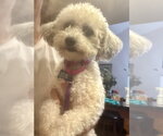 Small #3 Maltese Mix
