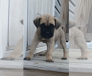 Cane Corso Puppy for sale in CAMPBELLSVILLE, KY, USA