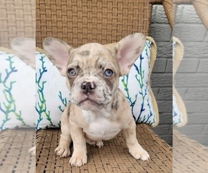 French Bulldog Puppy for sale in INDIANAPOLIS, IN, USA