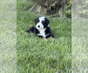 Australian Shepherd Puppy for sale in CROWN POINT, IN, USA