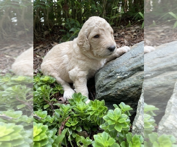 Medium Photo #9 Goldendoodle-Poodle (Standard) Mix Puppy For Sale in LEICESTER, NC, USA