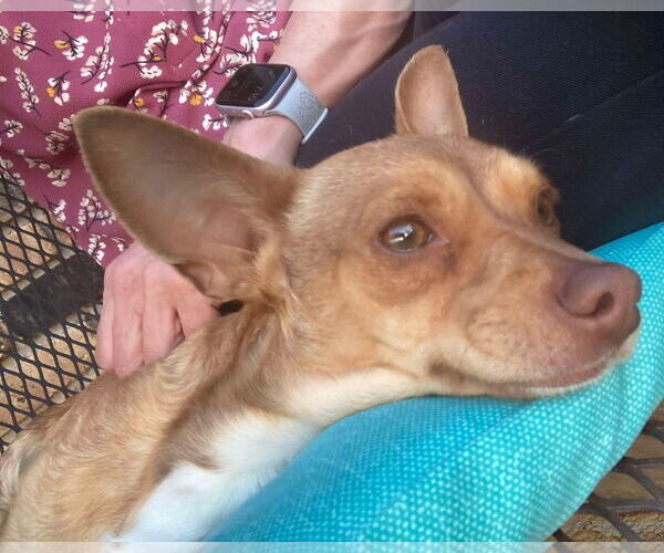 Medium Photo #4 Chihuahua Puppy For Sale in Boonton, NJ, USA