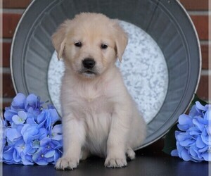 English Cream Golden Retriever Puppy for sale in FREDERICKSBG, OH, USA